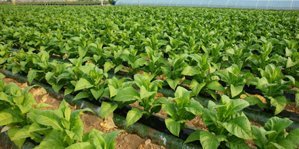 Quality tobacco leaves