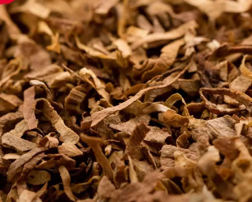 Chewing Tobacco — Snuff